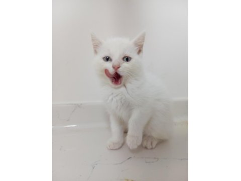 2 aylık dişi british shorthair