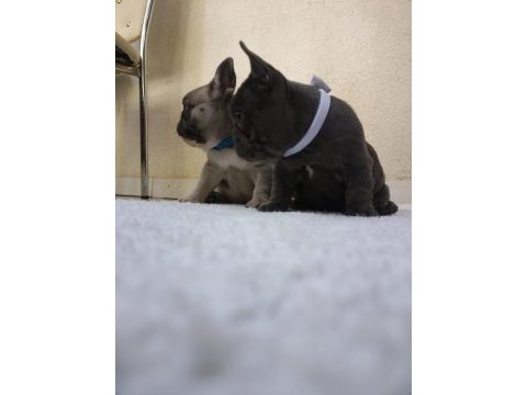 2 aylık dişi french bulldog yavrularımız