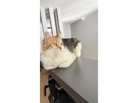 Tekir kedimiz acil yuva aranıyor