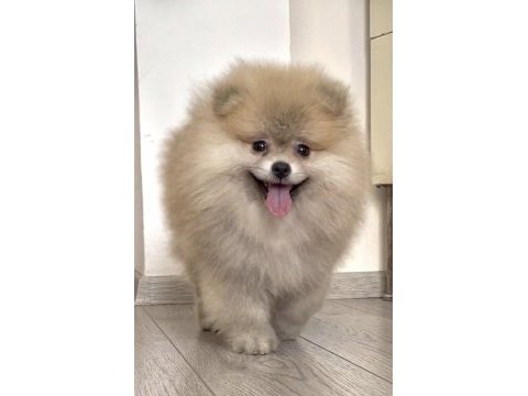 Pomeranıan boo orange erkek
