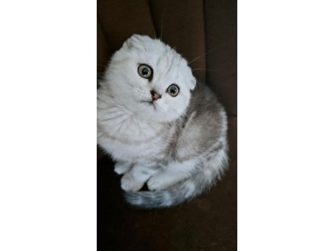 Beyaz scottish fold yavrumuza yeni yuva arıyoruz