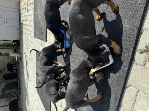 25 nisan doğumlu doberman yavruları