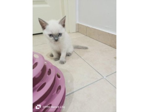 İki aylık sağlıklı british shorthair yavrularımız