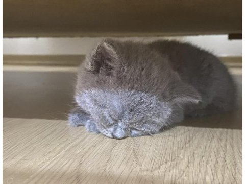 53 günlük gri british shorthair yavru