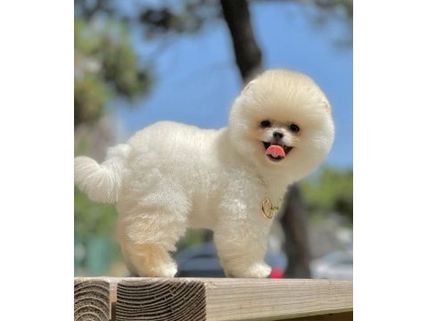 Bizimle görüşmeden pomeranian sahiplenme