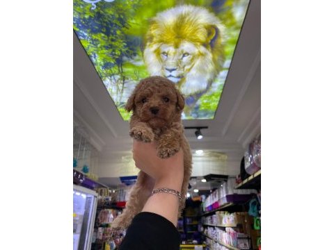 Güzel maltipoo bebekler