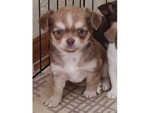 Mini chihuahua ( şivava ) yavrularımız 