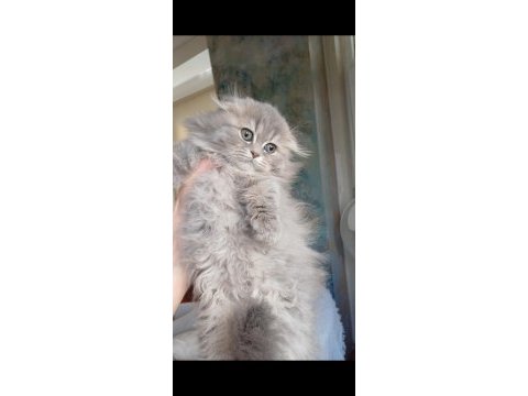 Anne altından british longhair bebekler
