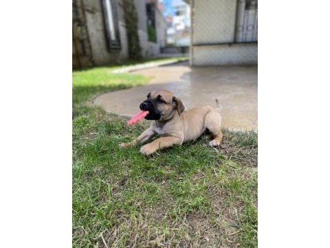 Presa canario tatlı bebek lili aile arıyor