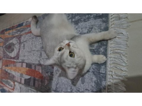 British shorthair silver dişi