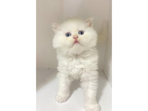 British longhair kar beyaz ve tabby yavrular