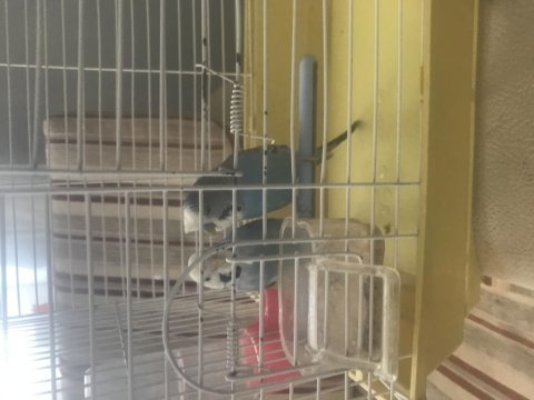 İki çift muhabbet kuşu kafes ile birlikte