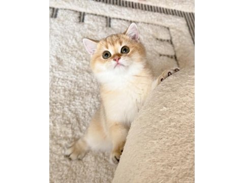 Safkan british shorthair golden by11 erkek yavru