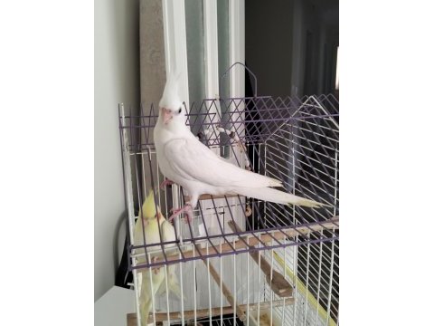 45 günlük albino yavru sultan papağanı