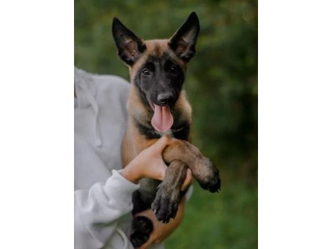 Belçika malinois @ppuppypawbodrum