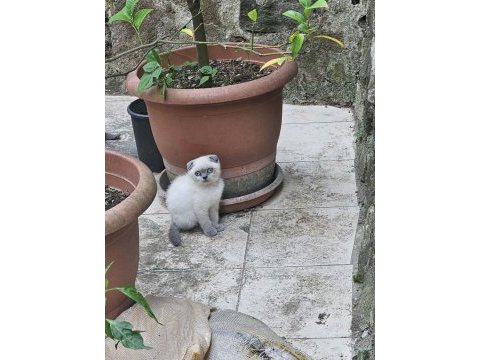 Kitten blue point scottish fold