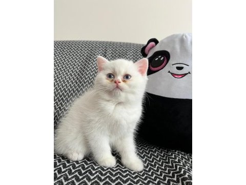 2 aylık erkek british longhair