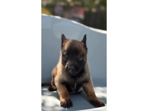 Orijinal belçika malinois yavru