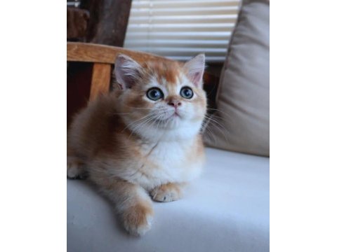 British shorthair dişi ny12 golden yavru ful secereli