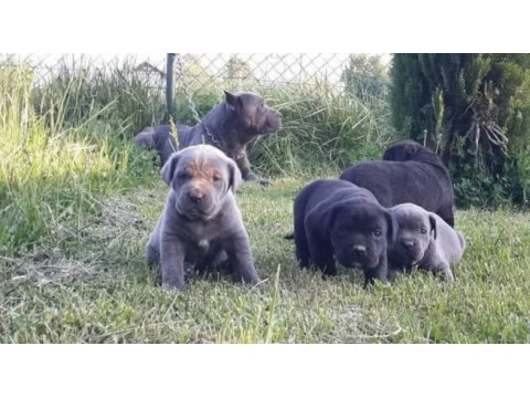 Cane corso italiano yavrular