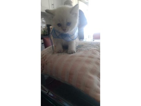 Blue point british shorthair yavrular