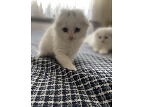 Scottish fold cinsi