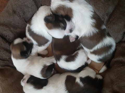 Yavru orjinal shih tzu