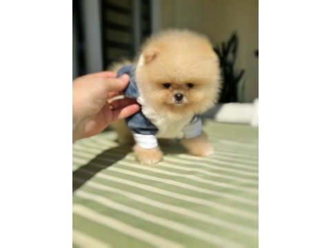 Bal gibi mini ayıcık pomeranian
