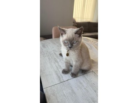 Çok güzel british shorthair yavrular