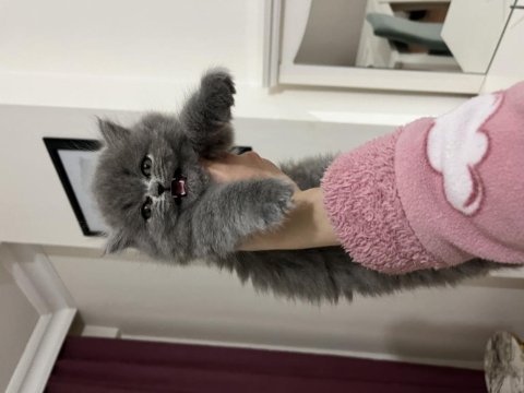 Ev ortamında sağlıklı british longhair oyuncu