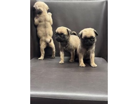 Irk ve sağlık garantili pug mops bebekler
