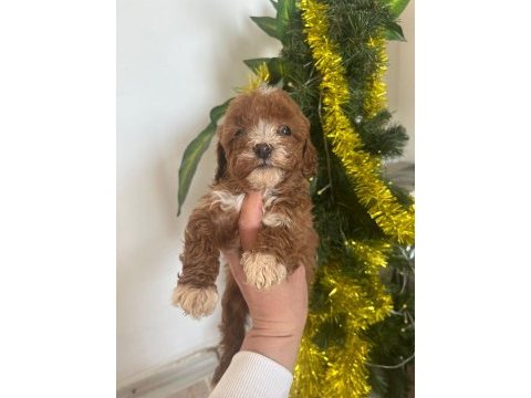 Maltipoo bebeklerimiz sahiplendirilecek