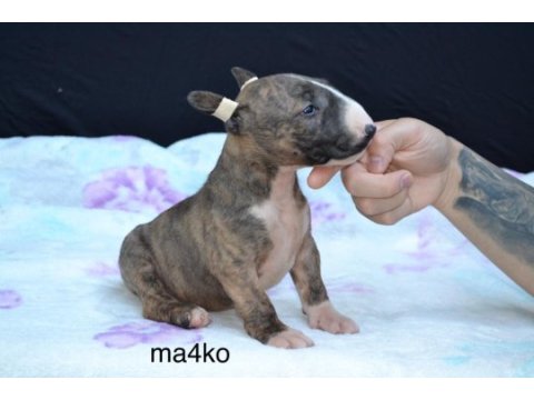 A class şecereli bull terrier türkiye şampiyonu çocukları