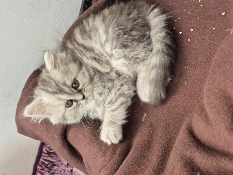 Chinchilla 2 aylık yavru kedimiz