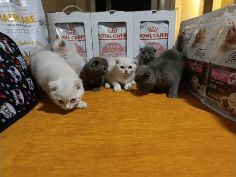 Dişi erkek scottish fold sağlıklı bebekler