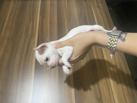 Acil chihuahua bebeklerimi sahiplendiriyorum acil