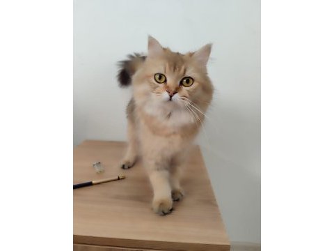 Güzel british longhair kızımıza sıcak bir yuva