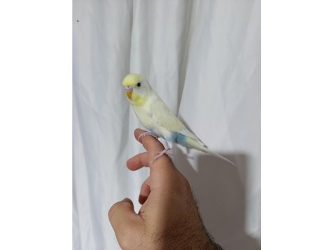 Evcil muhabbet kuşu erkek