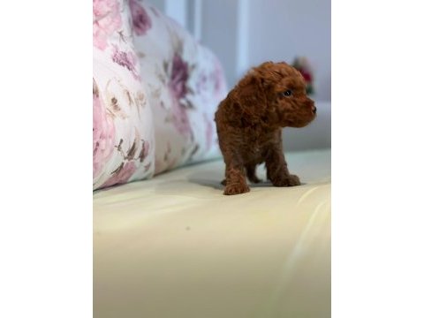Toy poodle yavrularım