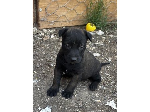 Koyu maskeli a kalite belçika kurdu yavrular