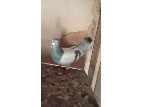 Satılık posta güvercinler
