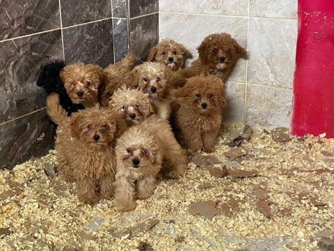 Poodle yavrularımız yeni ailelerini beklemekte