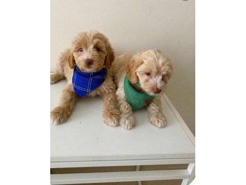 Maltipoo yavrular