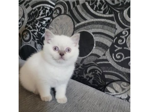 British shorthair prensesimiz