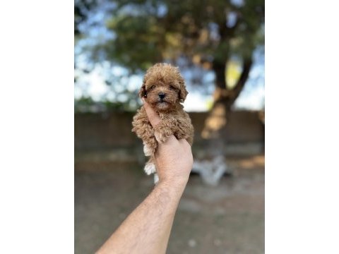 Sağlık ve ırk garantili maltipoo yavrularımız