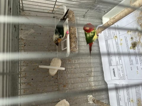 Ağır parçalı parrot ispinozu