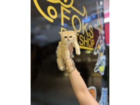 British shorthair golden kedimiz