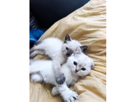 British shorthair kediler