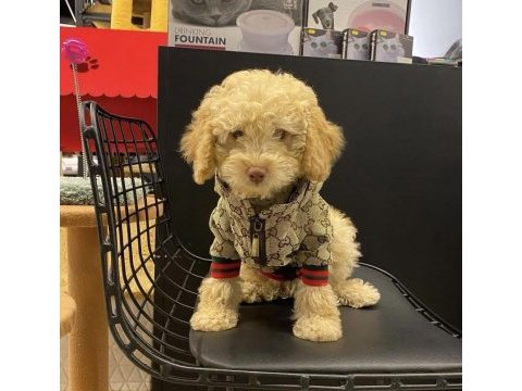 Yavru köpeğimiz toy poodle