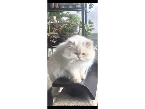 8 aylık british longhair erkek